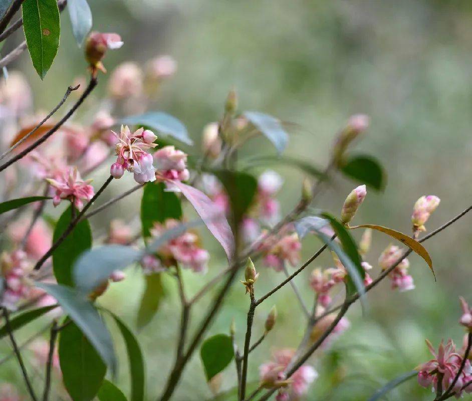 一期一花吊钟花