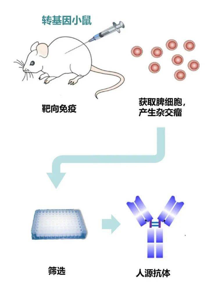 单抗类抗体经历了四个发展阶段:鼠源单克隆抗体(0%人源→人鼠嵌合体