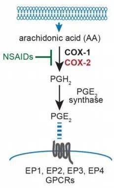 cox-2激活是前列腺素e2 (pge2)脂质产生的第一步,pge2可以与免疫细胞