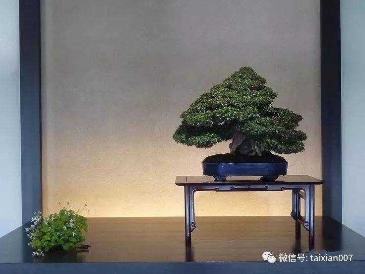 缩缅葛盆景