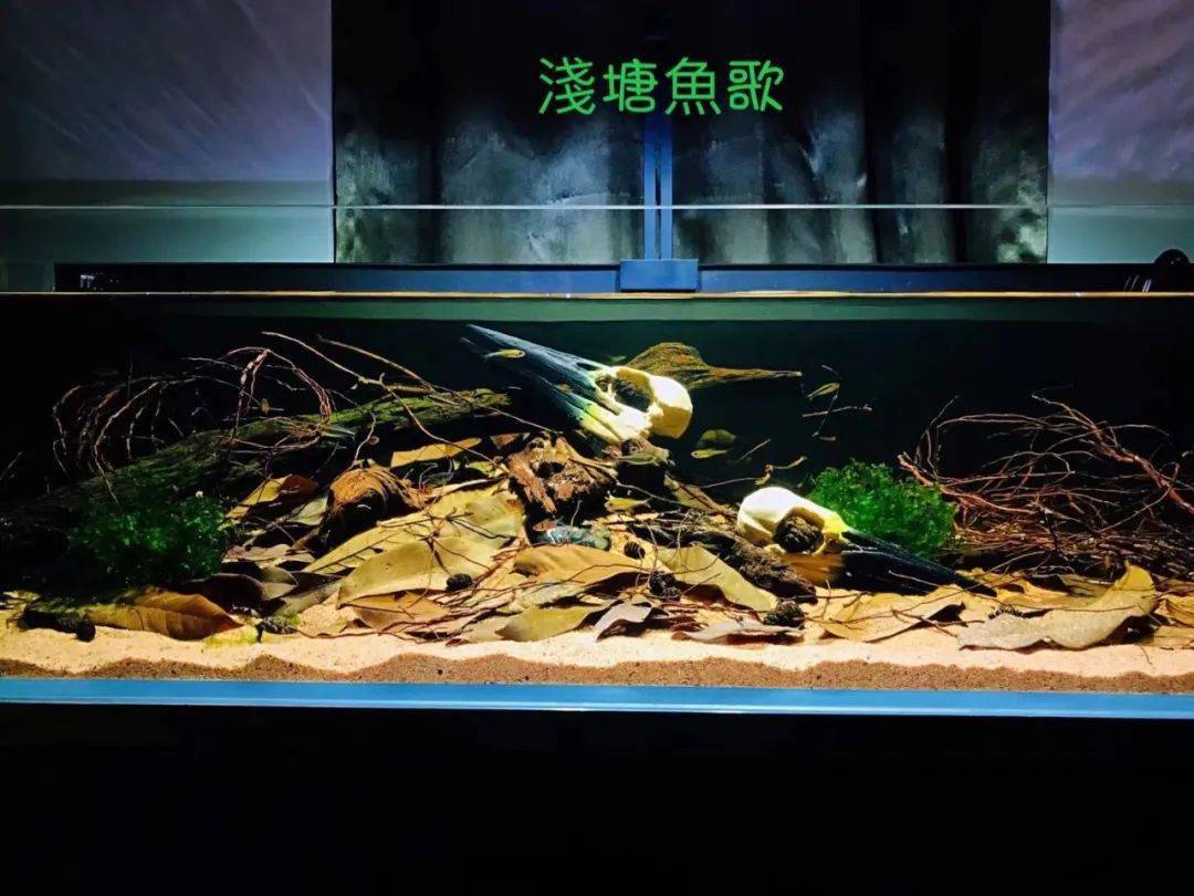 北京鱼友的130cm南美灯鱼缸
