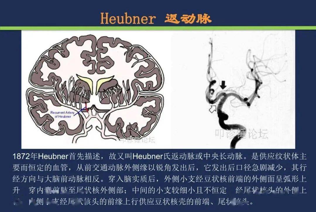 只有自己努力 颈内动脉 大脑中动脉  大脑前动脉 heubner返动脉