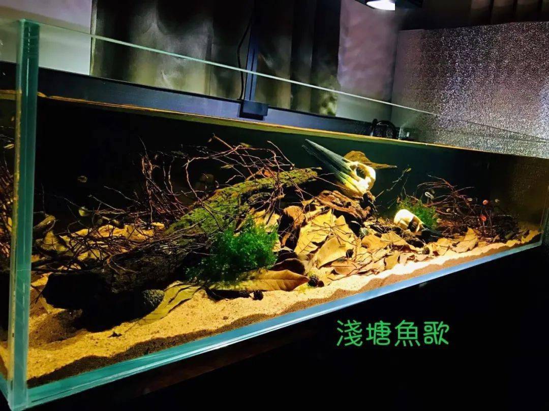北京鱼友的130cm南美灯鱼缸