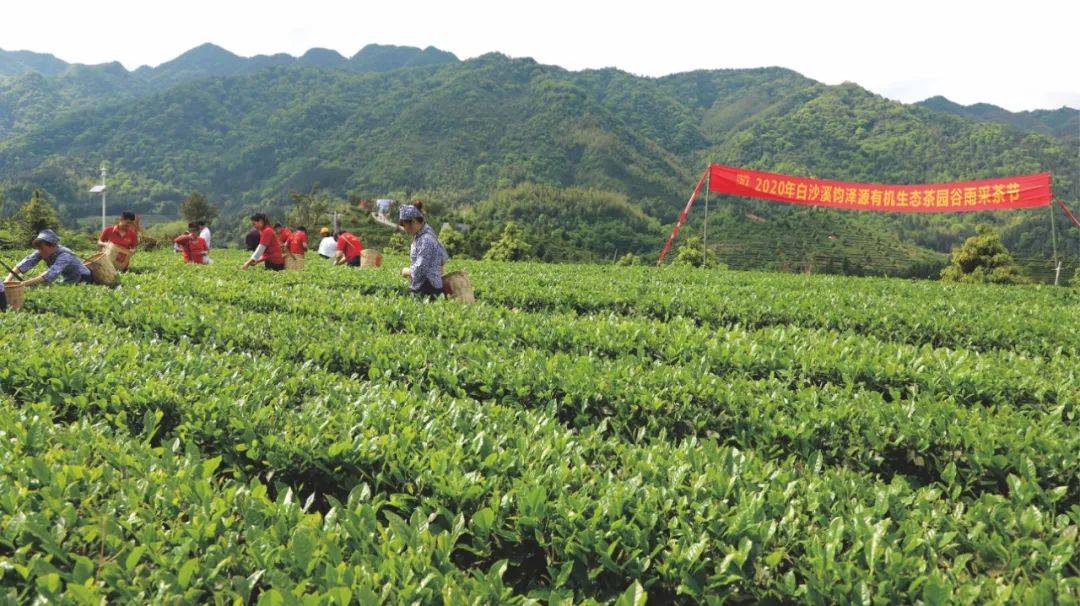 目前,白沙溪茶厂参股运营的有6个茶叶合作社,茶园面积10000多亩.