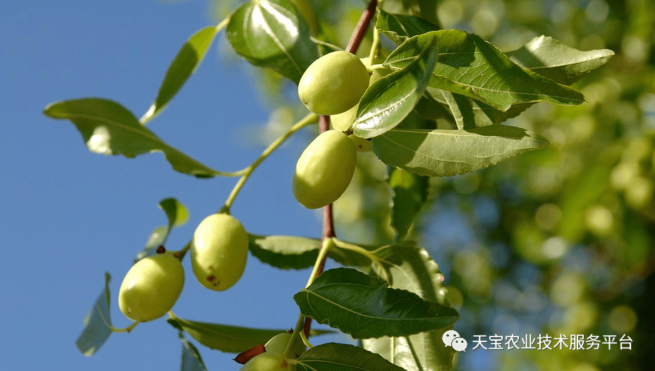 网红台湾大青枣,哪个品种最赚钱?