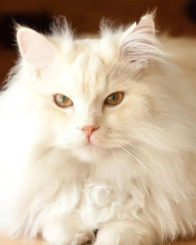 最好养的猫 来自搜狐网