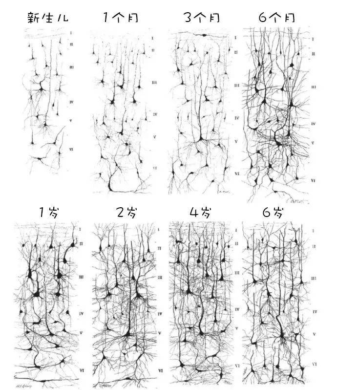 (零)  这张图展示了宝宝从出生到六岁大脑神经元的连接情况——