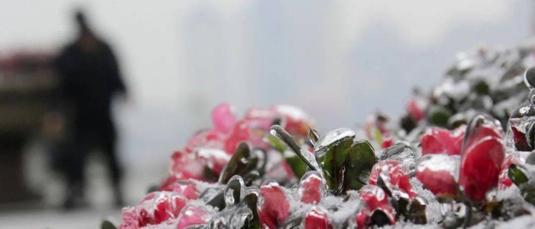 低温雨(雪)冰冻天气发生.