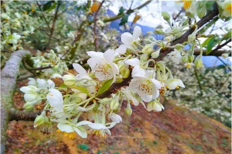 满山的花色迷人,浓浓的山楂花香扑鼻而来 顺着花香,一棵棵山楂树纯洁