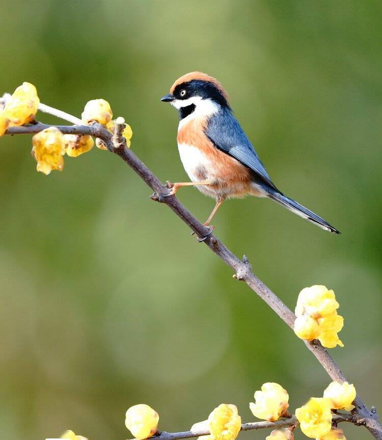 张立新 大连73 【北京民谣】文/原驰 注明出处除外 编辑/原驰图片