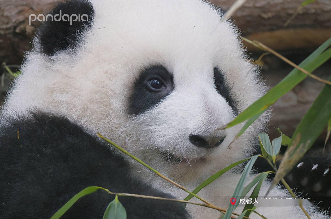 tf panda组合里的老幺 在这一年的主要成就是 拳打"面子哥"脚踢"糕子