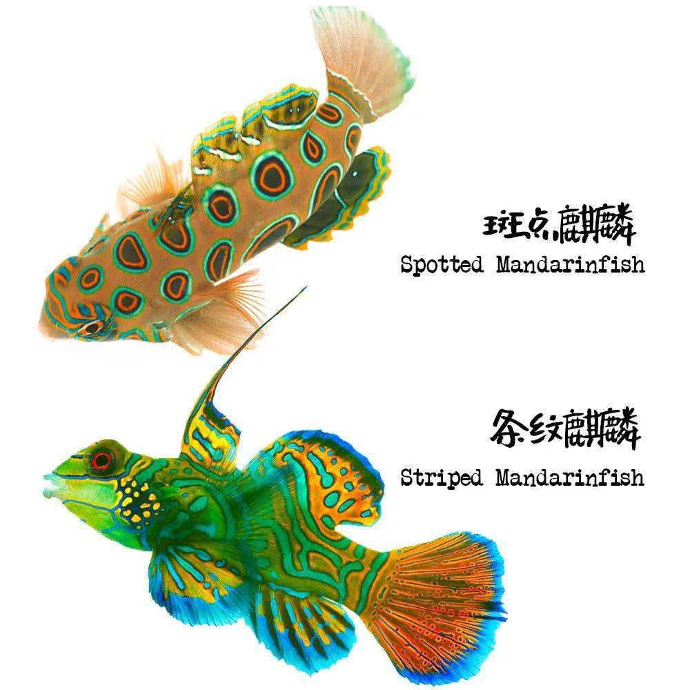 麒麟鱼:尺寸很重要