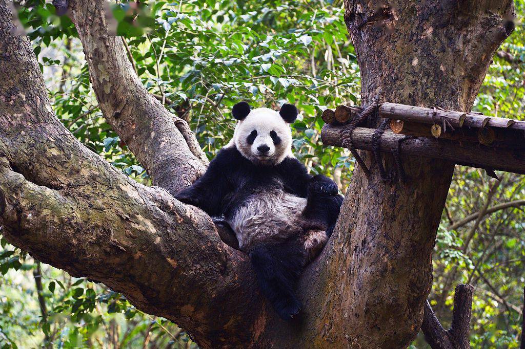 2021年2月1日,成都大熊猫繁育研究基地,一只大熊猫坐在树杈上,霸气侧