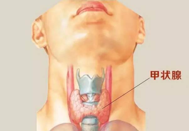 甲状腺:脖子上的"发动机"
