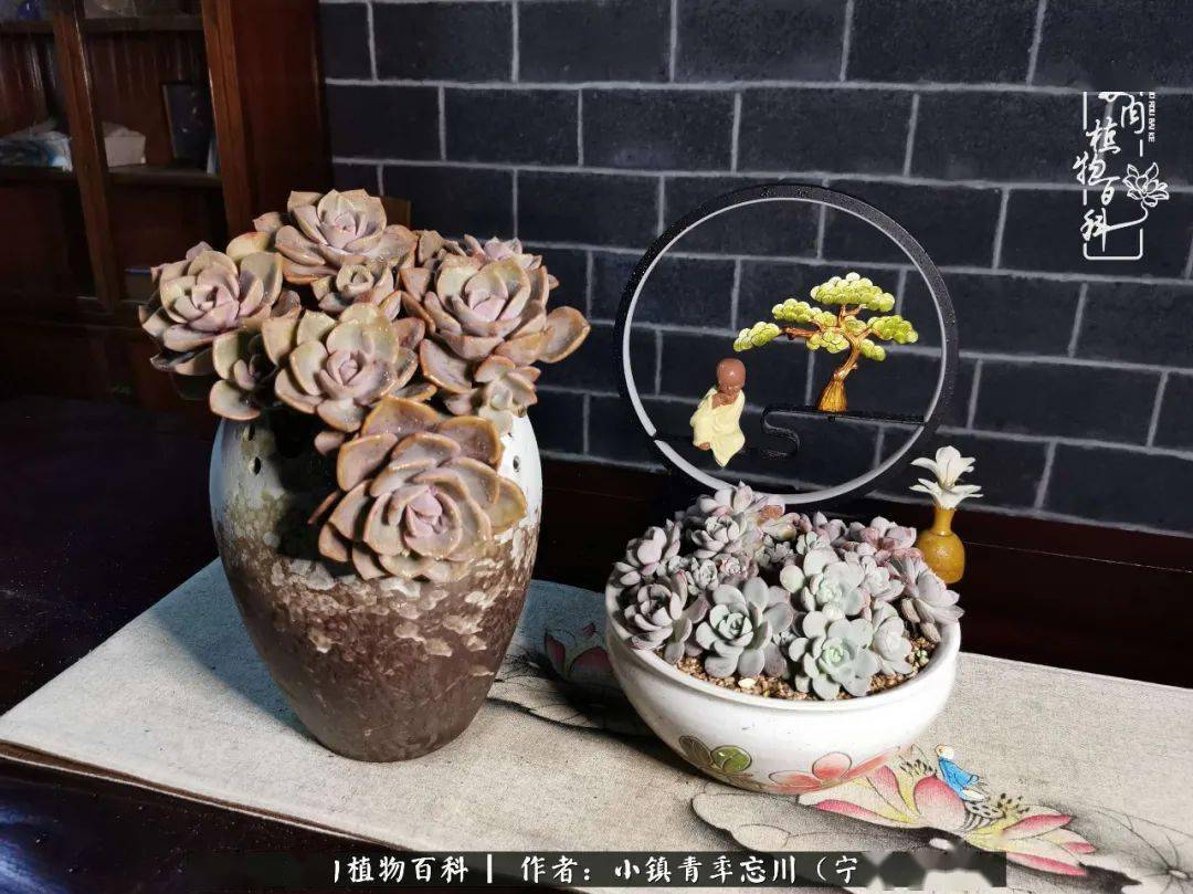 多肉桃花源:别人笑我太疯癫,我笑他人看不穿!