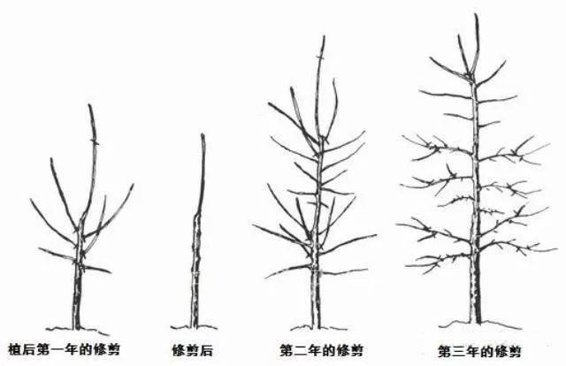 果树树形修剪必备手册!