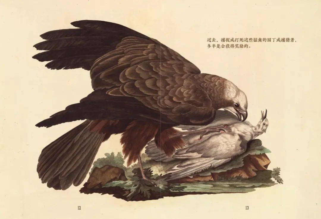 当你翻开《观鸟图鉴:荷兰皇家图书馆珍藏鸟类观察笔记》的时候,那些