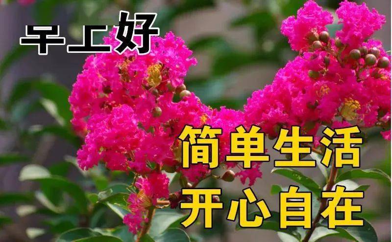 2021冬日早安问候祝福动态图片鲜花带字,特别漂亮早上