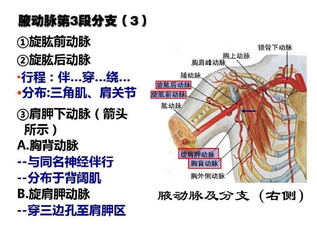 超详细上肢局部解剖果断收藏