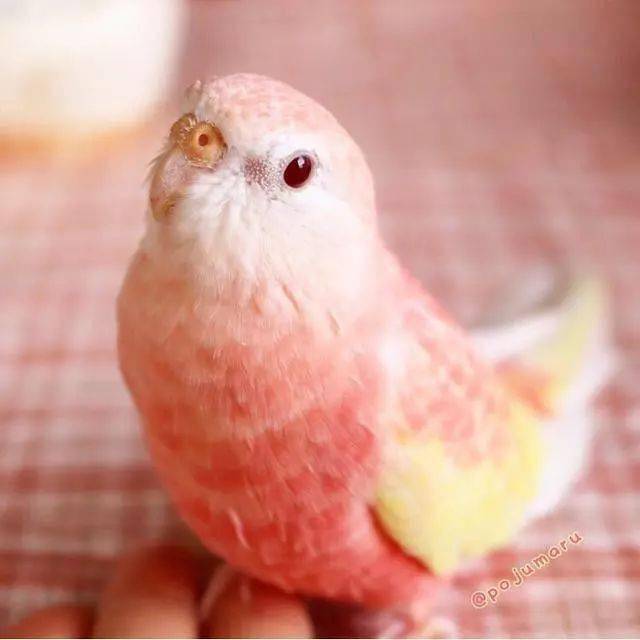 超级漂亮的七彩小鸟粉色鹦鹉鸟界颜值担当简直是从仙境来的吧