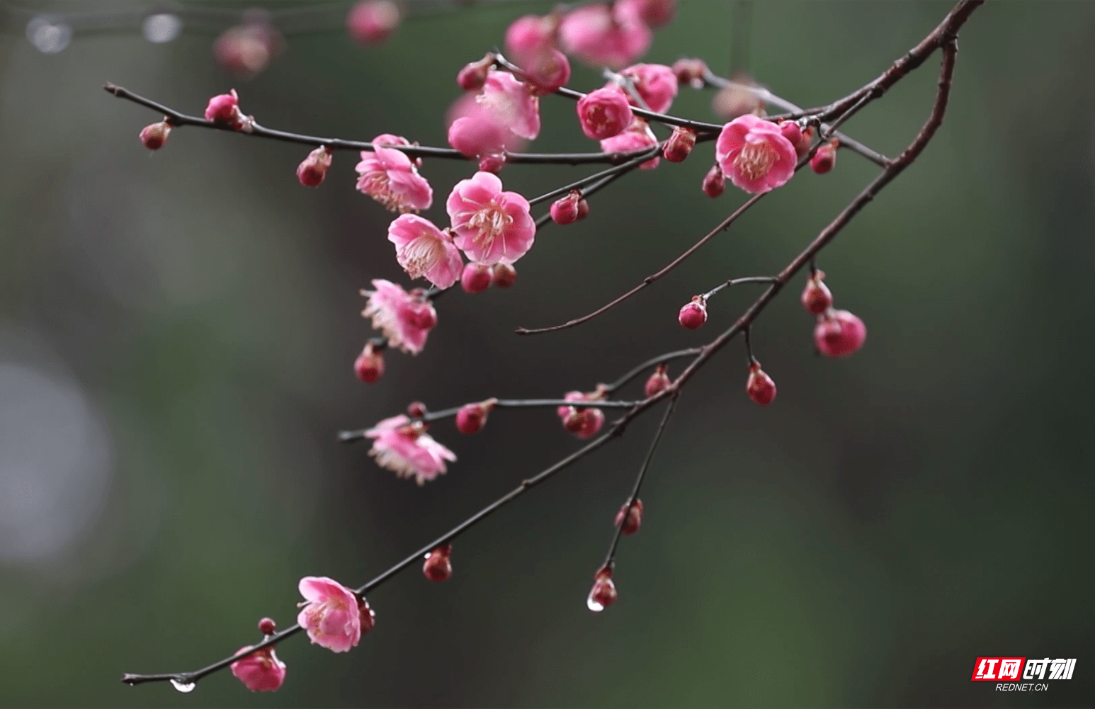 今日立春:梅花盛放 春意盎然