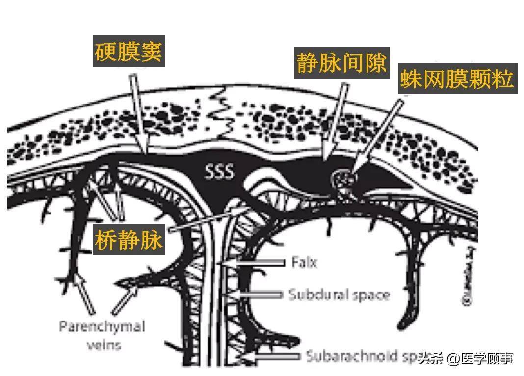 来自硬脑膜的引流静脉在上矢状窦附近扩大形成静脉间隙,它位于两层硬