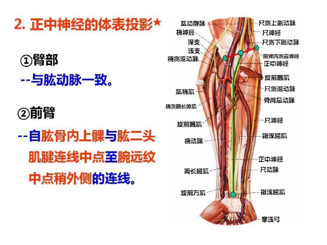 超详细上肢局部解剖果断收藏