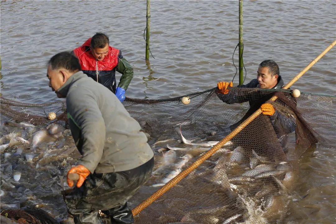 此次捕捞共收获了8000多斤的鱼有鲢鱼,鳊鱼,青鱼,鲫鱼白丝等品种其中