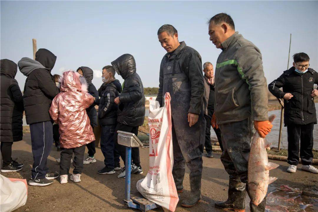 此次捕捞共收获了8000多斤的鱼有鲢鱼,鳊鱼,青鱼,鲫鱼白丝等品种其中