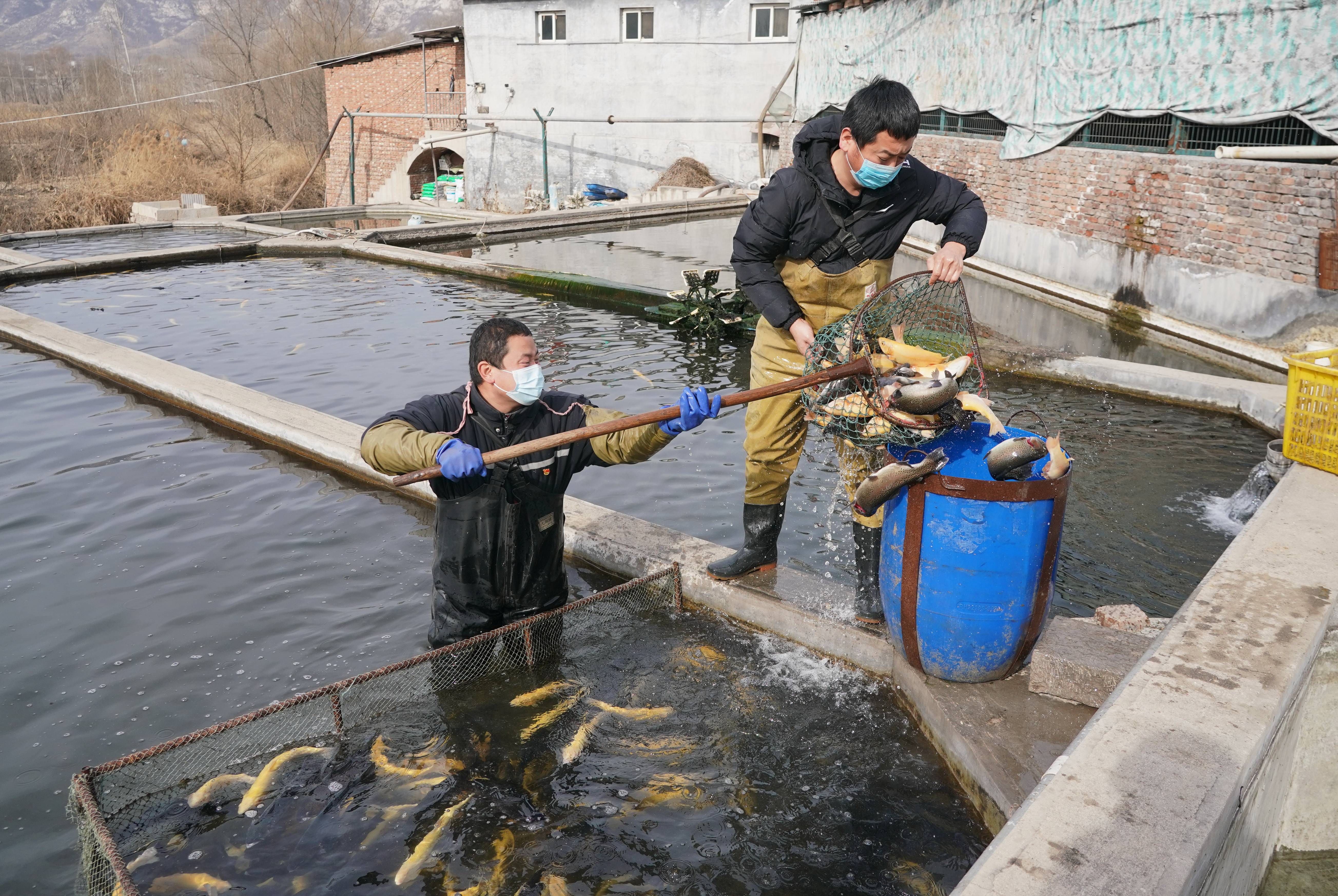 2月4日,井陉县微州镇上坡头村绿野渔业养殖合作社社员在养殖池内捕捞