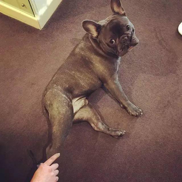 萌犬| 家有法国斗牛犬是一种怎样的心情?_欧那