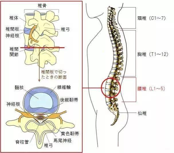因为肋骨外翻,导致整个脊椎过直,从而失去了脊柱的正常生理弯曲,也就