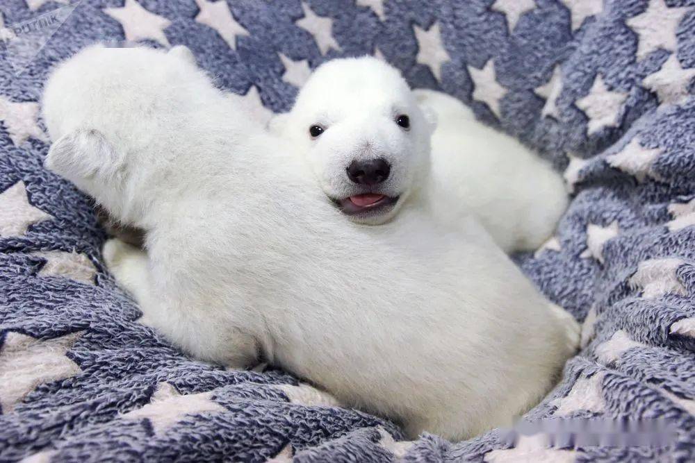 北极熊宝宝出生于去年12月初.