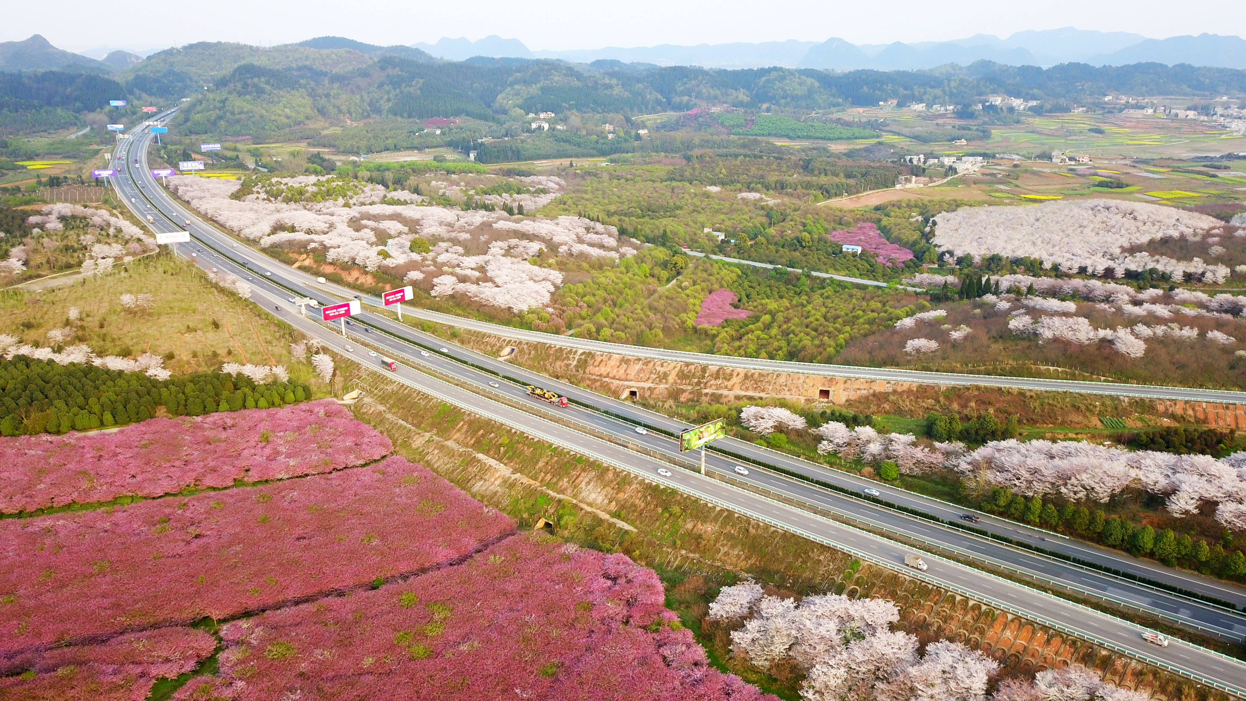 2020年3月19日,在贵州省清镇市红枫湖镇右二村拍摄的花海与公路(无人