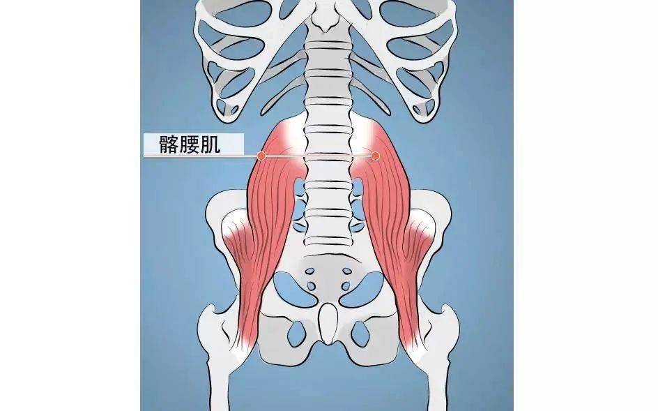 髂腰肌无力直接影响瑜伽练习效果一定要重视