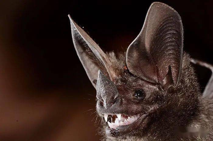 iucn将这种相对常见的蝙蝠列为最不被关注的物种.