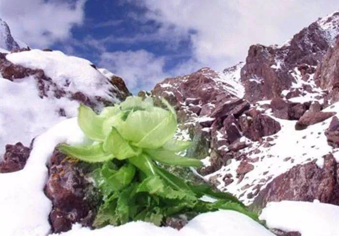 之上的雪莲花, 拥有冰清玉洁的容颜, 是天山冰峰里,最为靓丽的风景