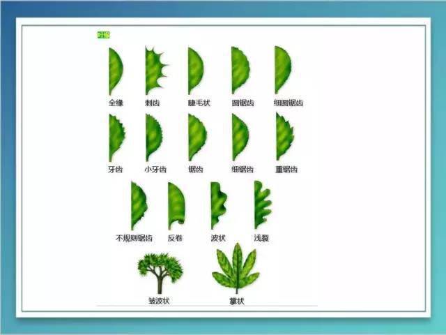 【南蔬科普】这些你会描述么?史上最全的植物形态图解