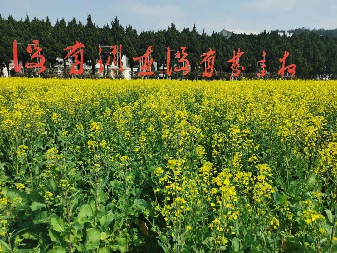 走!到上杭才溪看油菜花去