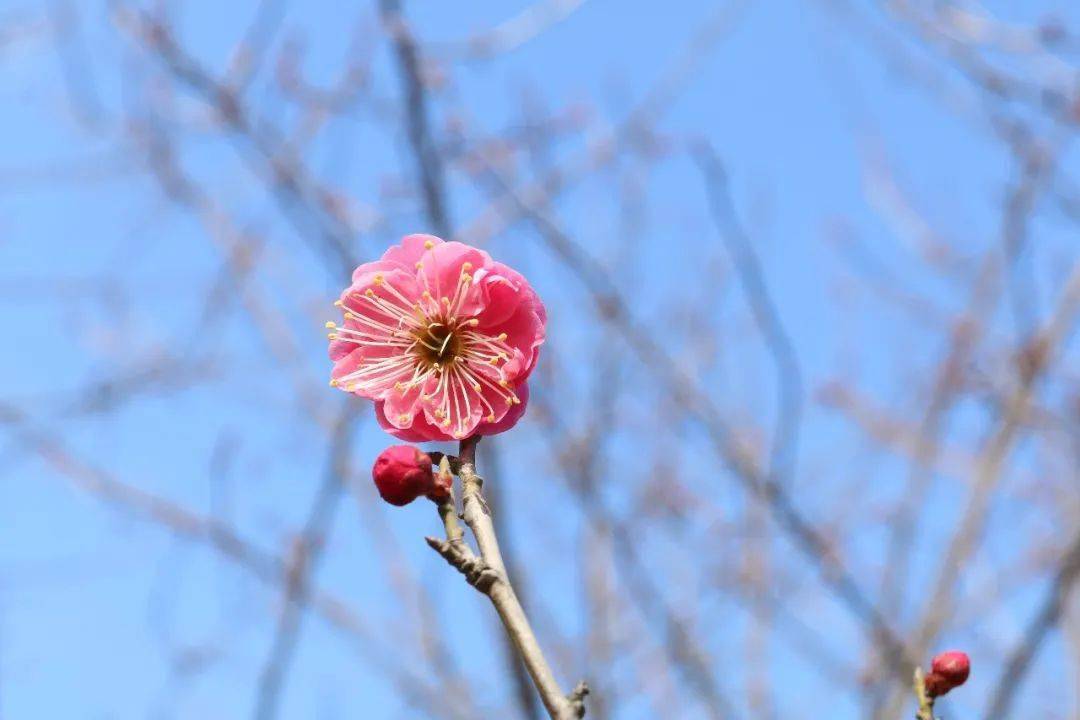 彭雪枫纪念馆东侧的梅花林在微寒中迎阳初绽,勾勒公园万枯丛中一片红.