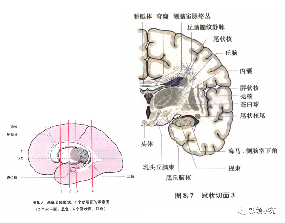 基底节内囊丘脑解剖