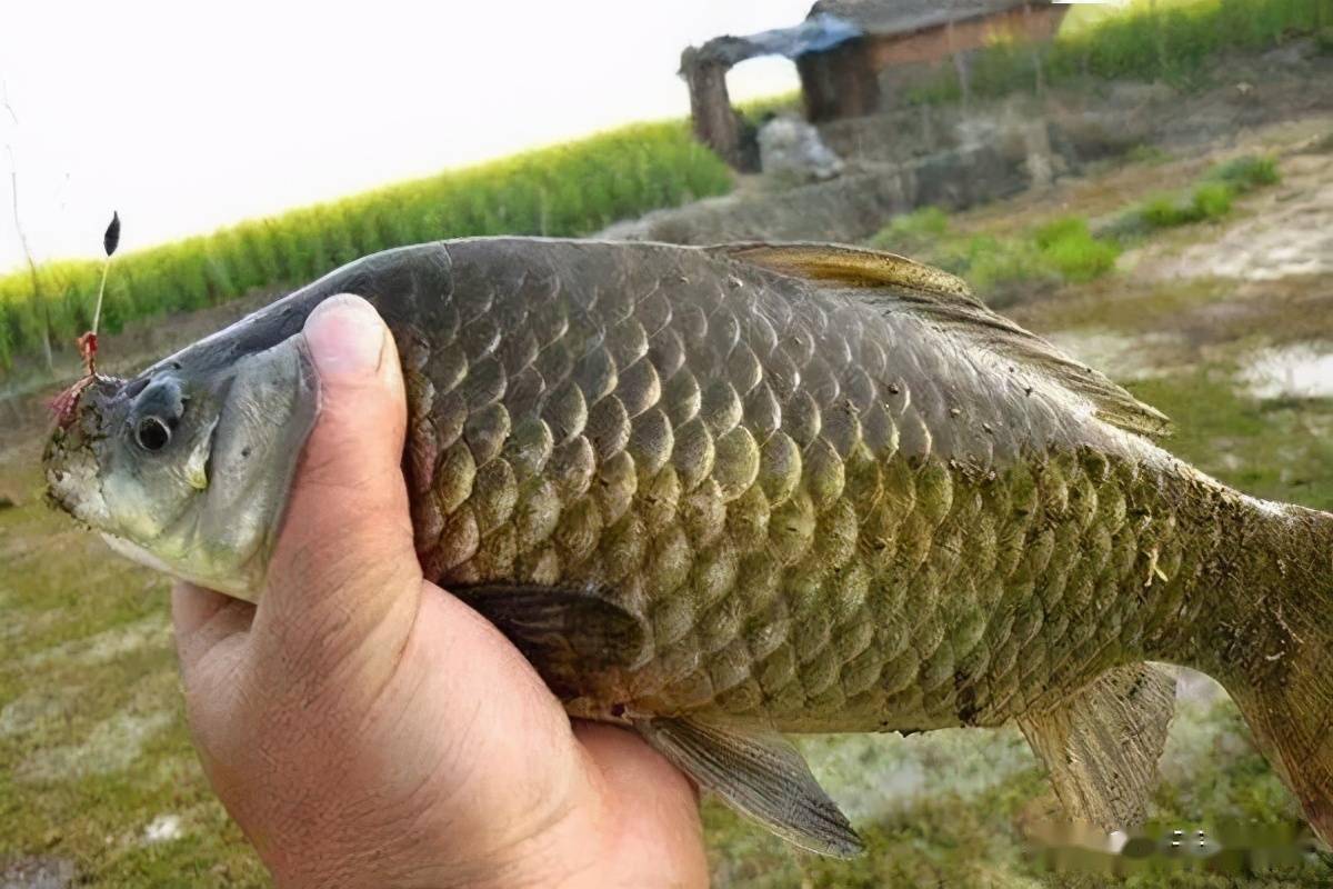 早春钓鲫鱼久坐不见上鱼试试这些好用的饵料鱼咬钩会变猛