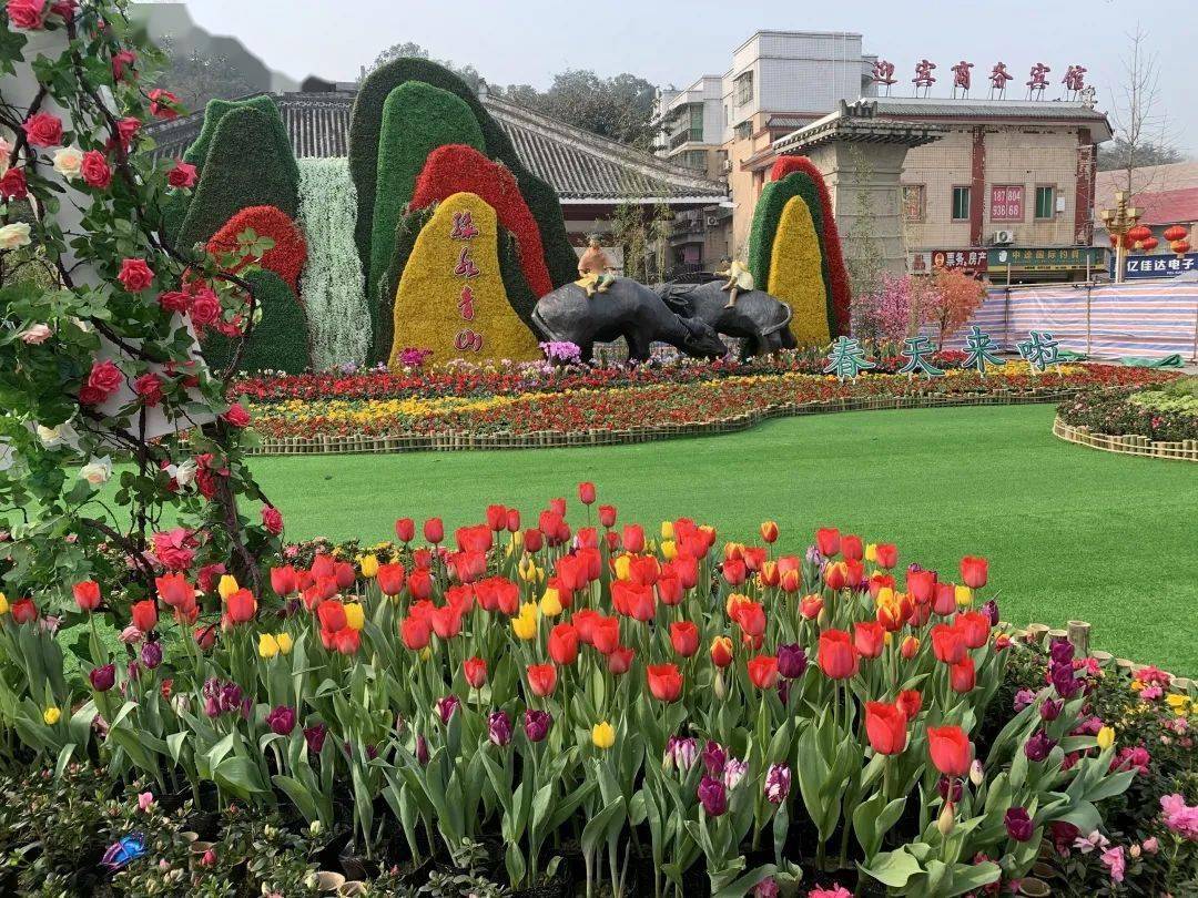 三台:大街小巷年味渐浓 花卉景观"造靓"广场