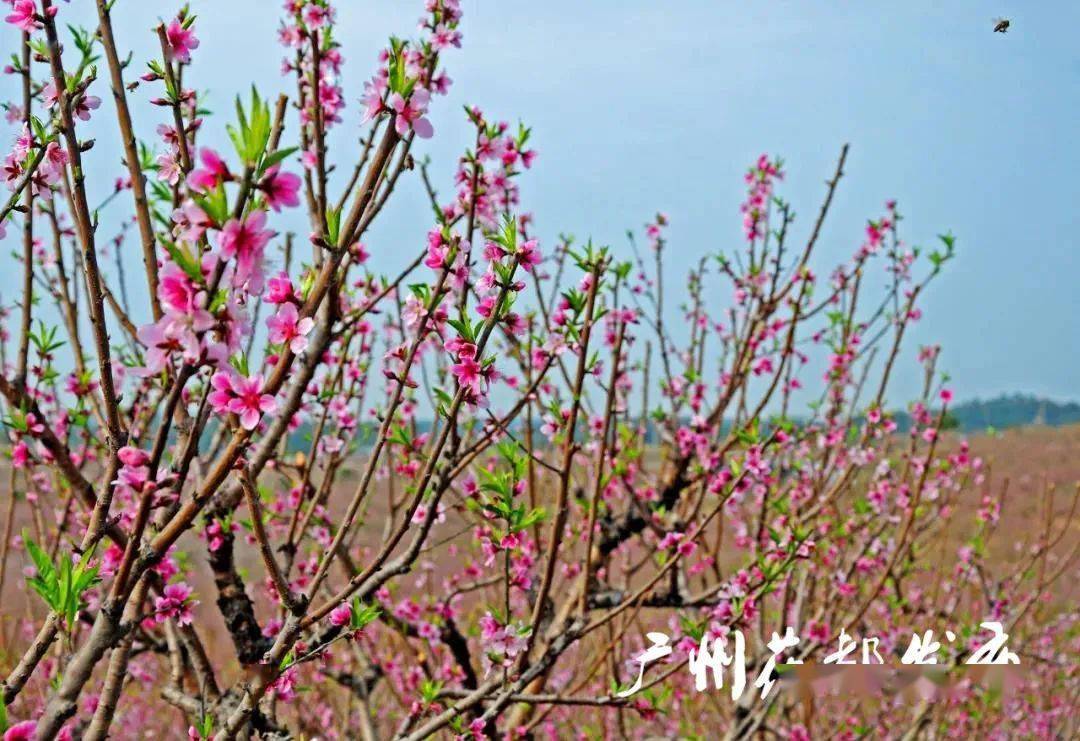 2月的花都,春光灿烂位于花都区狮岭镇联星村的叶海生态园千亩桃园已