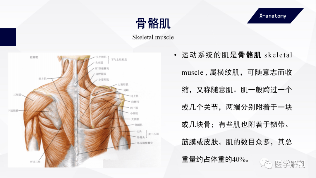 人体解剖学:运动系统 | 骨骼肌