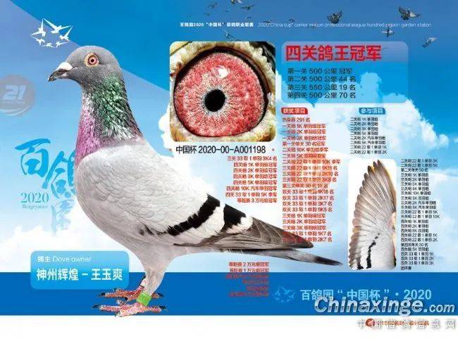 在2020年北京百鸽园四关大奖赛中,神州辉煌-王玉爽堪称传奇缔造者.