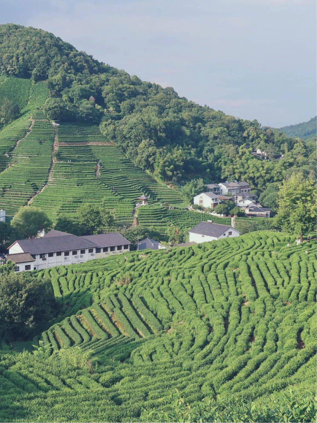 龙井村山明水秀,空气清爽,山中质地优良的白沙土,滋养着万亩茶树,也缔