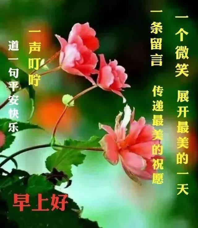 早晨好漂亮鲜花表情祝福美图,微信早上好短信祝福语录