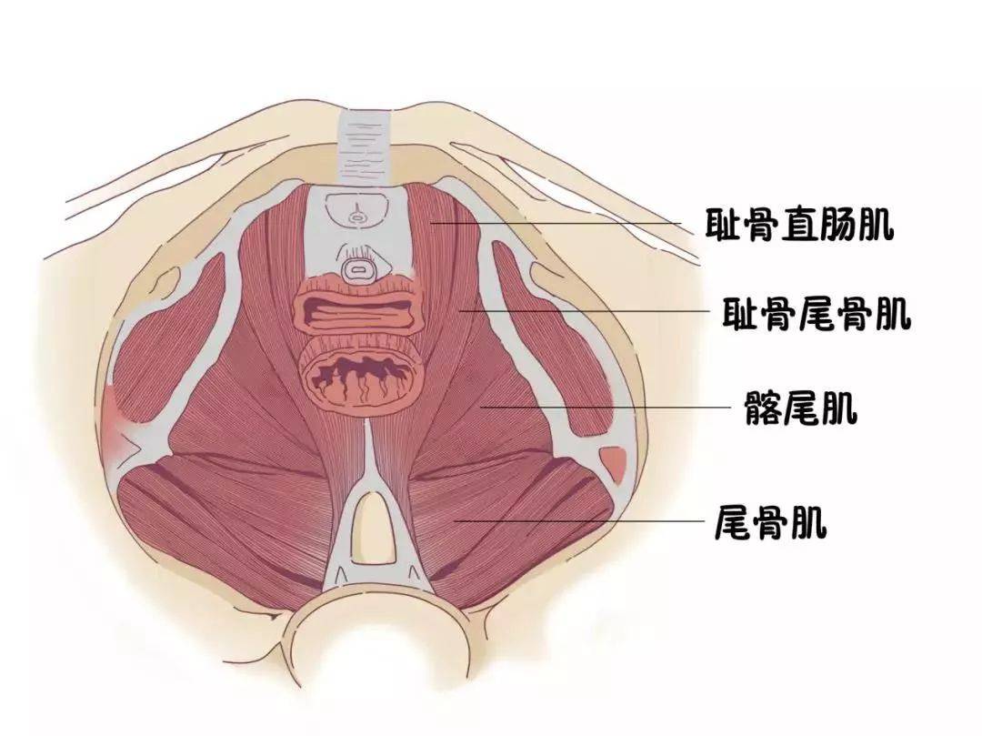 盆底肌解剖图