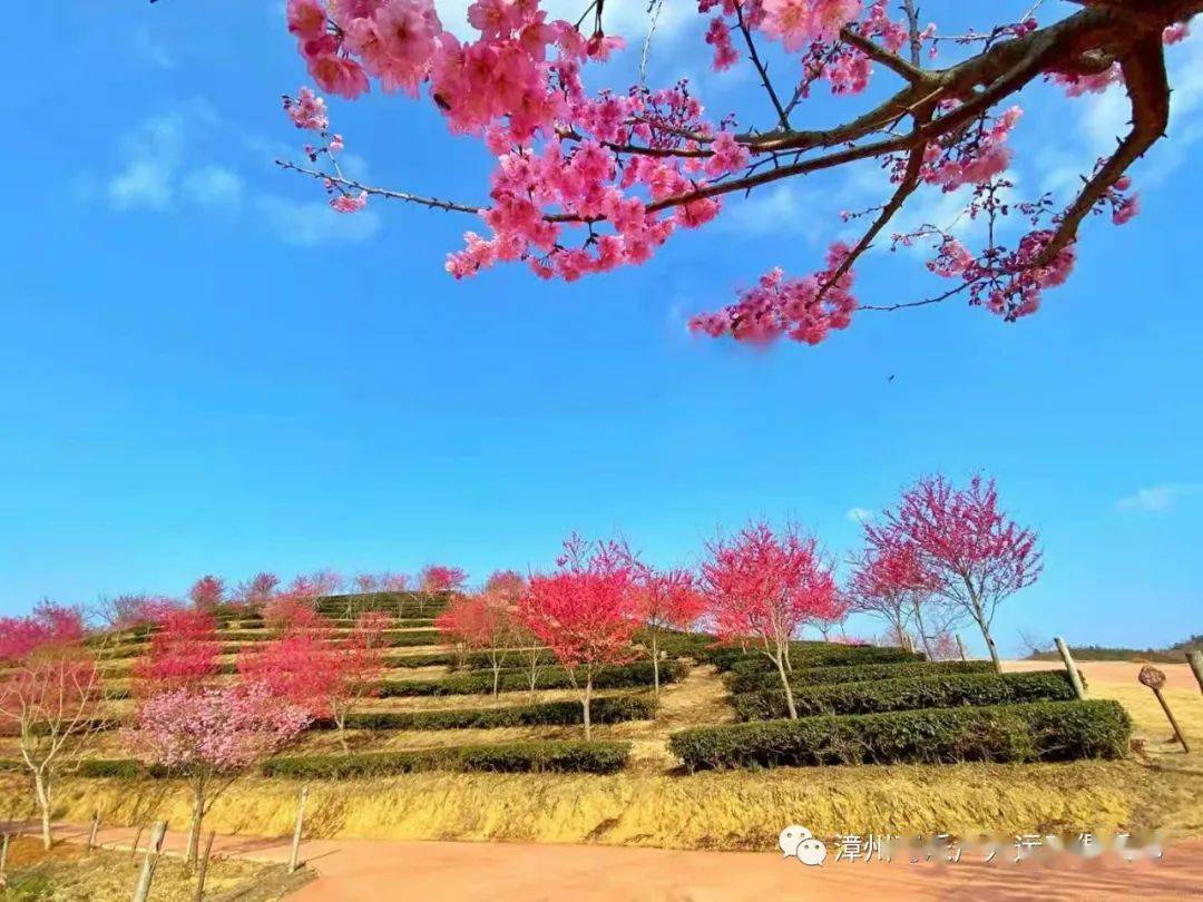 高山顶的紫云山庄漫山花开土楼欢乐谷